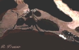 A close-up view of the central priority of the colony: the egg-laying Queen